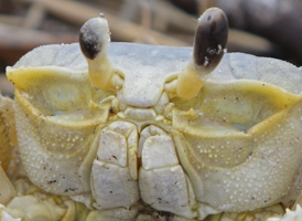 Ghost Crab